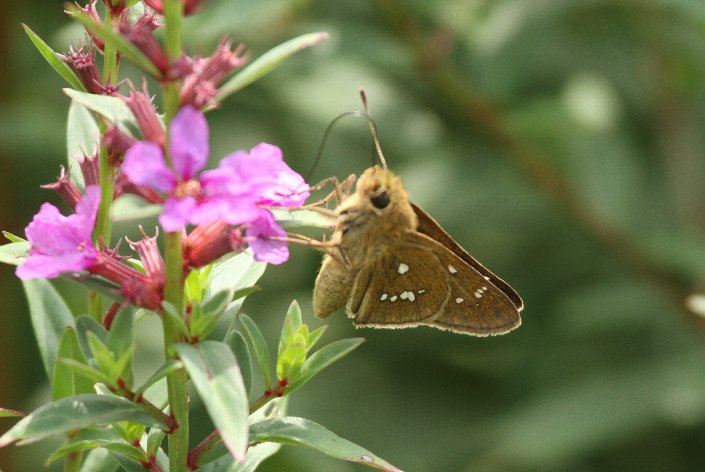 �C�`�����W�Z�Z��