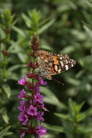 �A�J�^�e�n