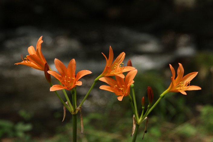 �L�c�l�m�J�~�\��