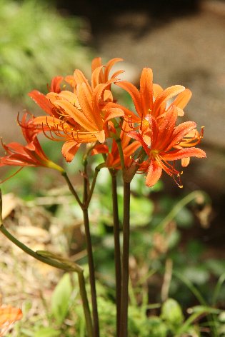 �L�c�l�m�J�~�\��