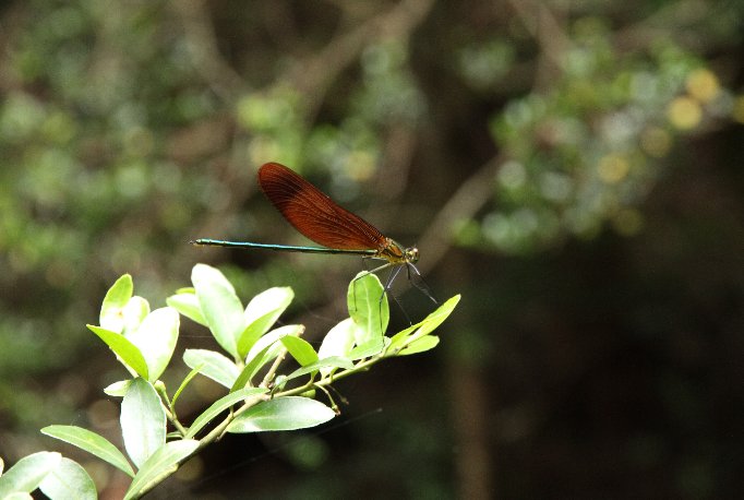 �~���}�J���g���{