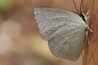 �E���M���V�W�~