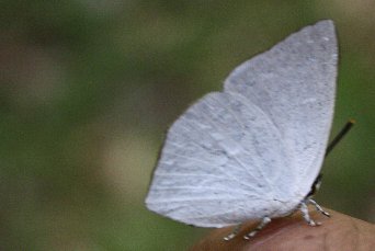 �E���M���V�W�~