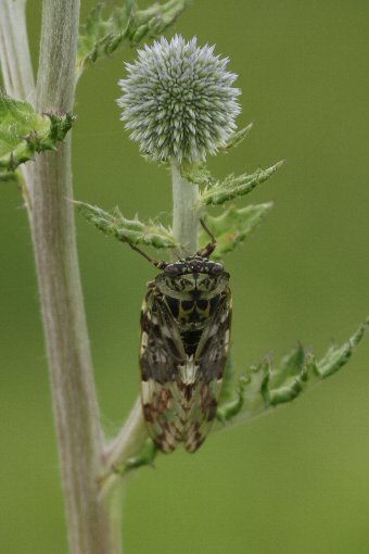 �q�S�^�C�Ƀj�C�j�C��