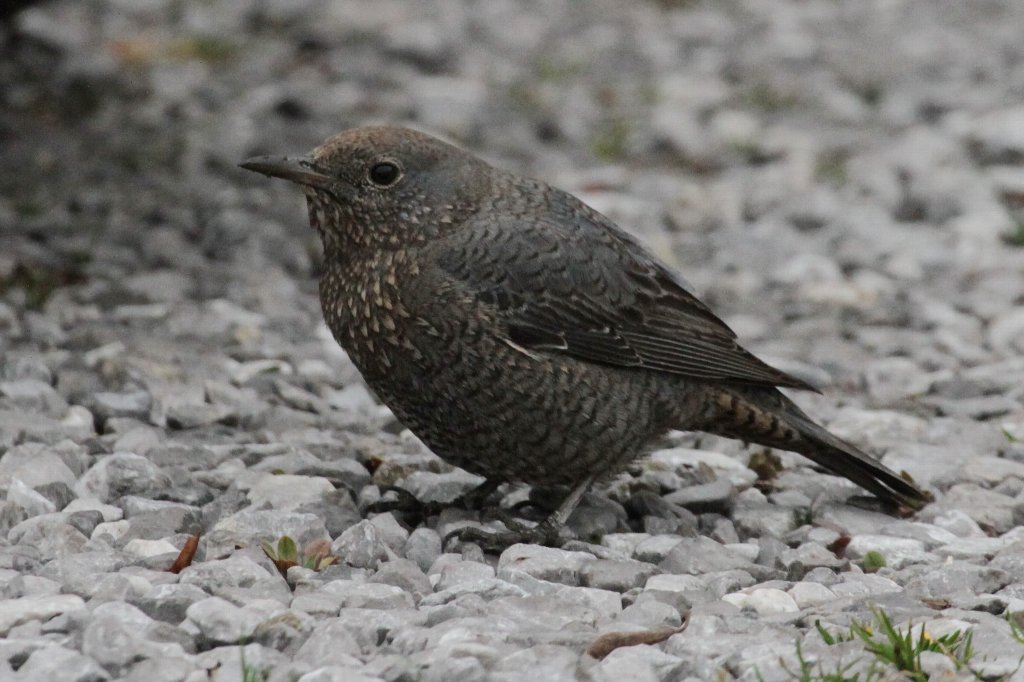 �C�\�q���h��