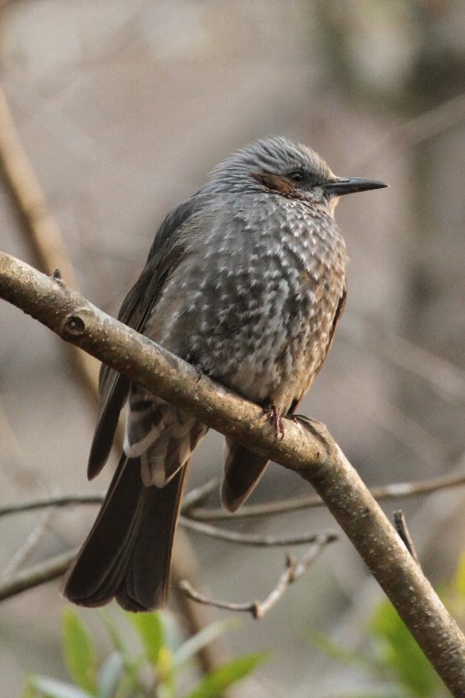 �q���h��