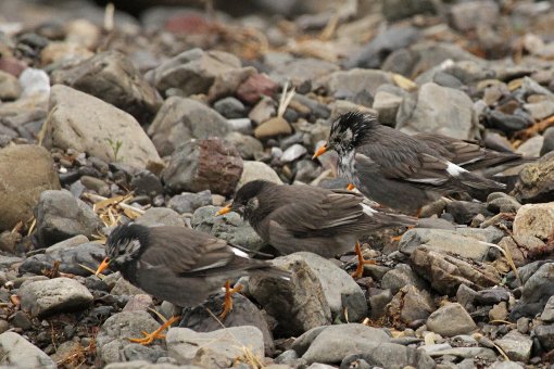 ���N�h��