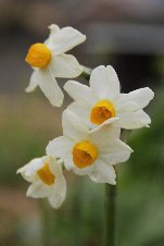 �i���L�b�\�X