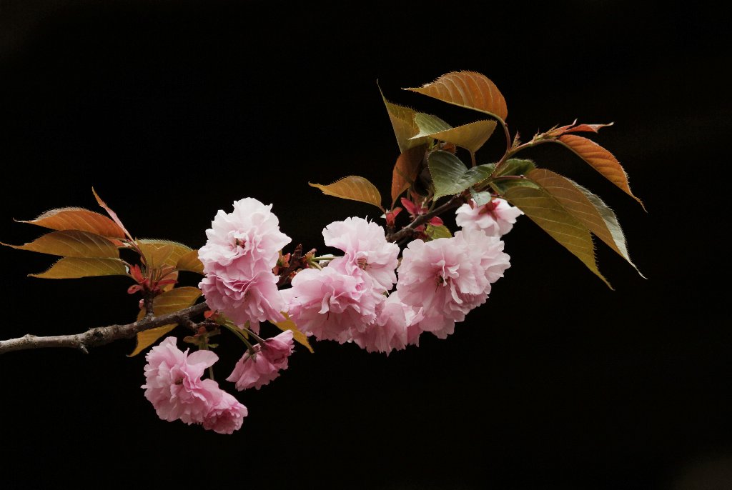 �{�^���U�N��