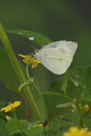 �����V���`���E