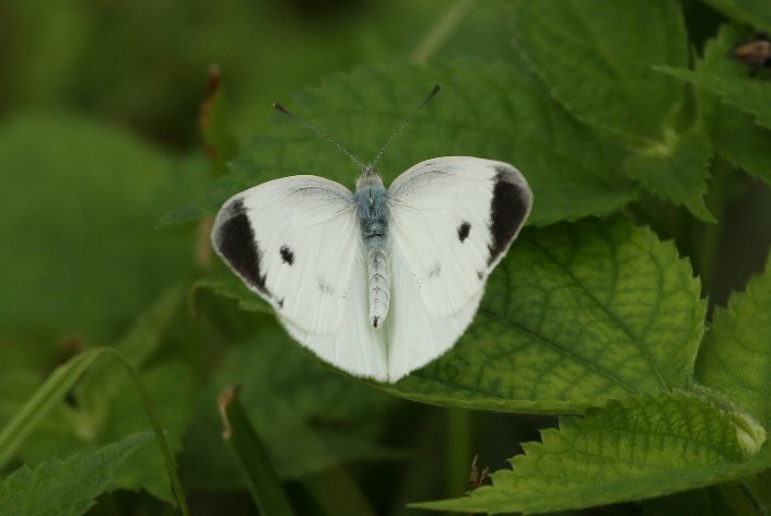 �����V���`���E