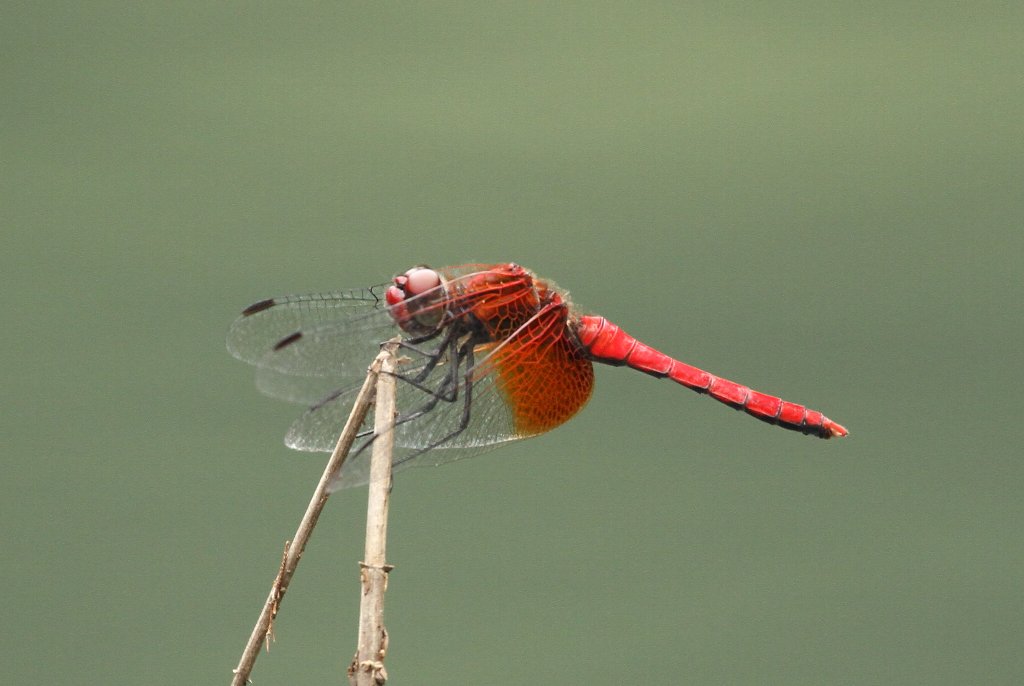 �V���E�W���E�g���{