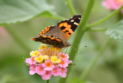 �A�J�^�e�n