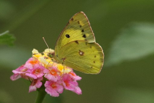 �����L�`���E