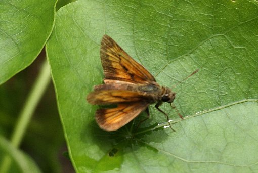 �w���O���`���o�l�Z�Z��