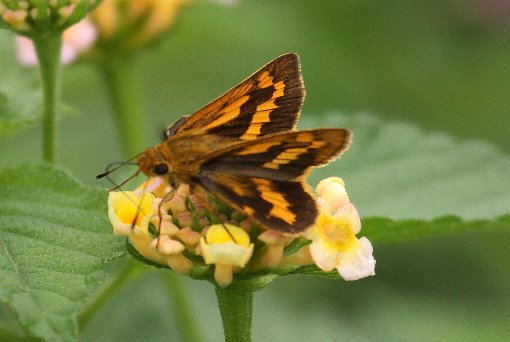 �L�}�_���Z�Z��