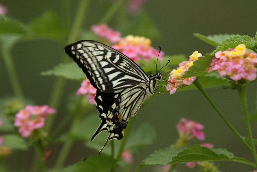 �i�~�A�Q�n