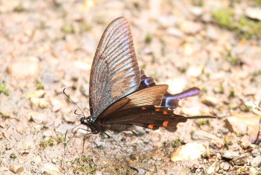 �J���X�A�Q�n