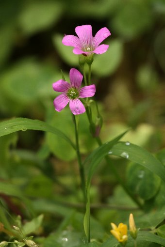 ���J�^�o�~