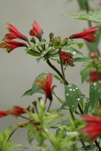 �^�C�����z�g�g�M�X�\�E