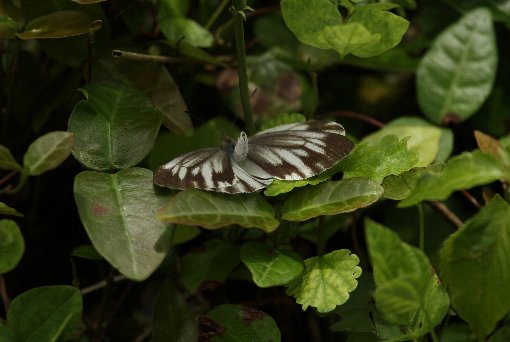 ���̋~�}�~���@