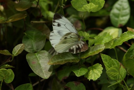 ���̋~�}�~���@