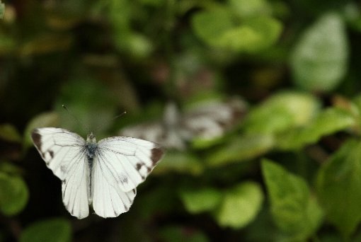 ���̋~�}�~���@