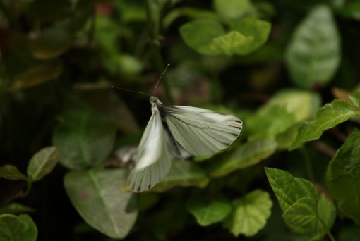 ���̋~�}�~���@