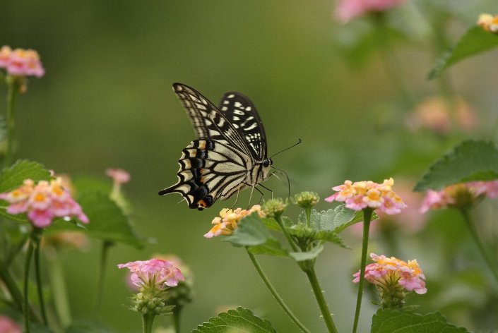 �i�~�A�Q�n