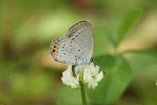 �c�o���V�W�~