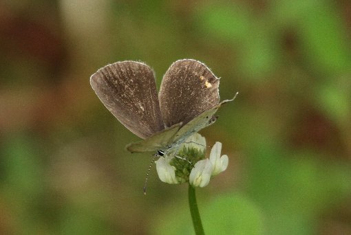 �c�o���V�W�~