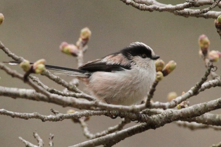 �����Q�ƃG�i�K