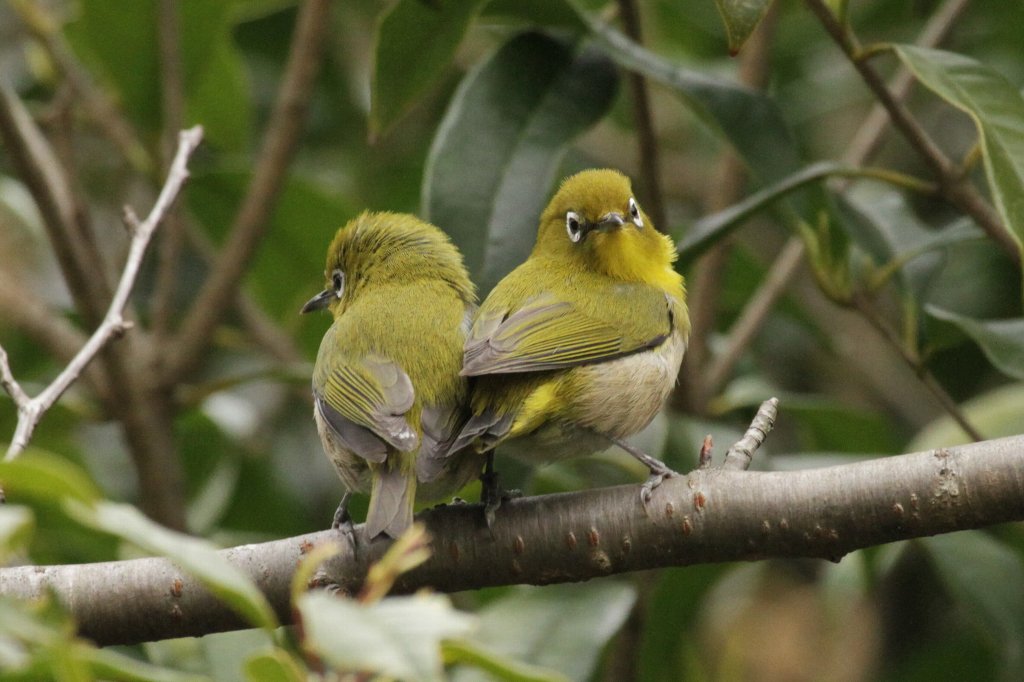 �ڔ�����