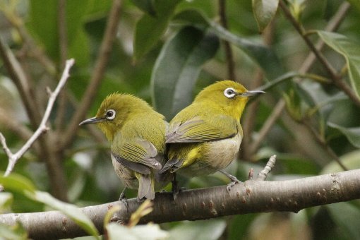 �ڔ�����