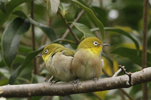 �ڔ�����