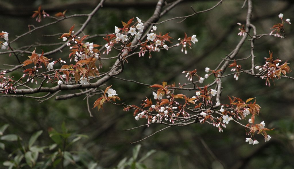 �]�_���ɍ炫�n�߂��R��