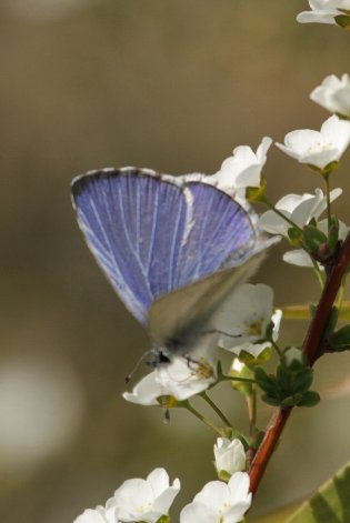 ����̑�a�V�W�~