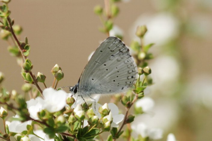 ����̑�a�V�W�~