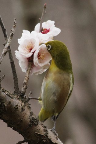 �c��̔~�ƃ��W��