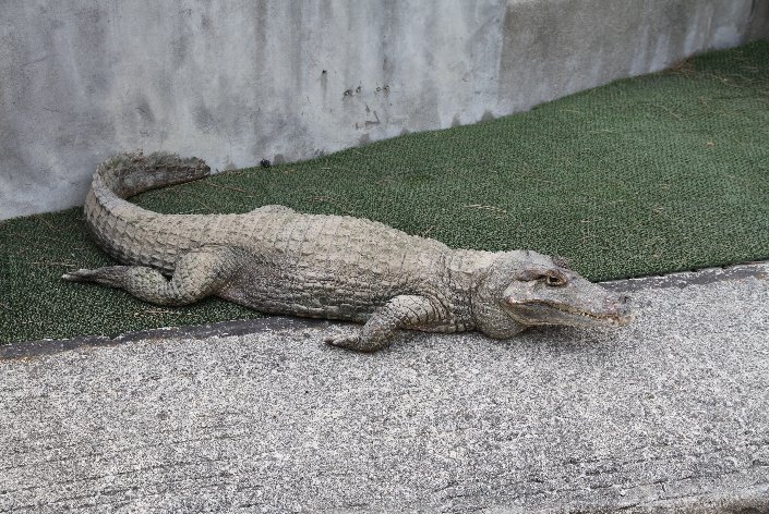 ���j�̋S�R