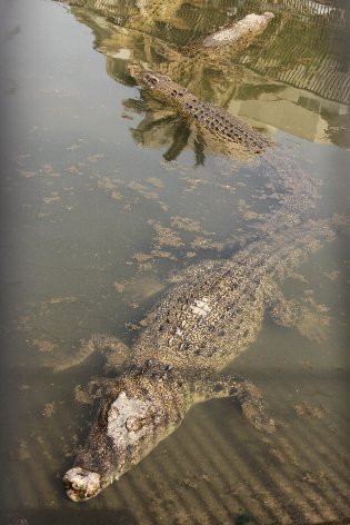 ���j�̋S�R