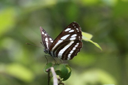 小三条