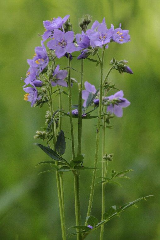 花忍