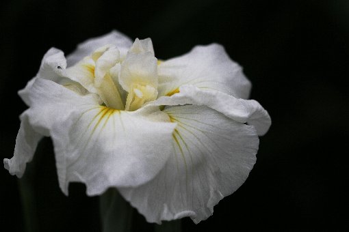 花しょうぶ