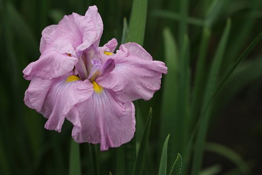 花しょうぶ