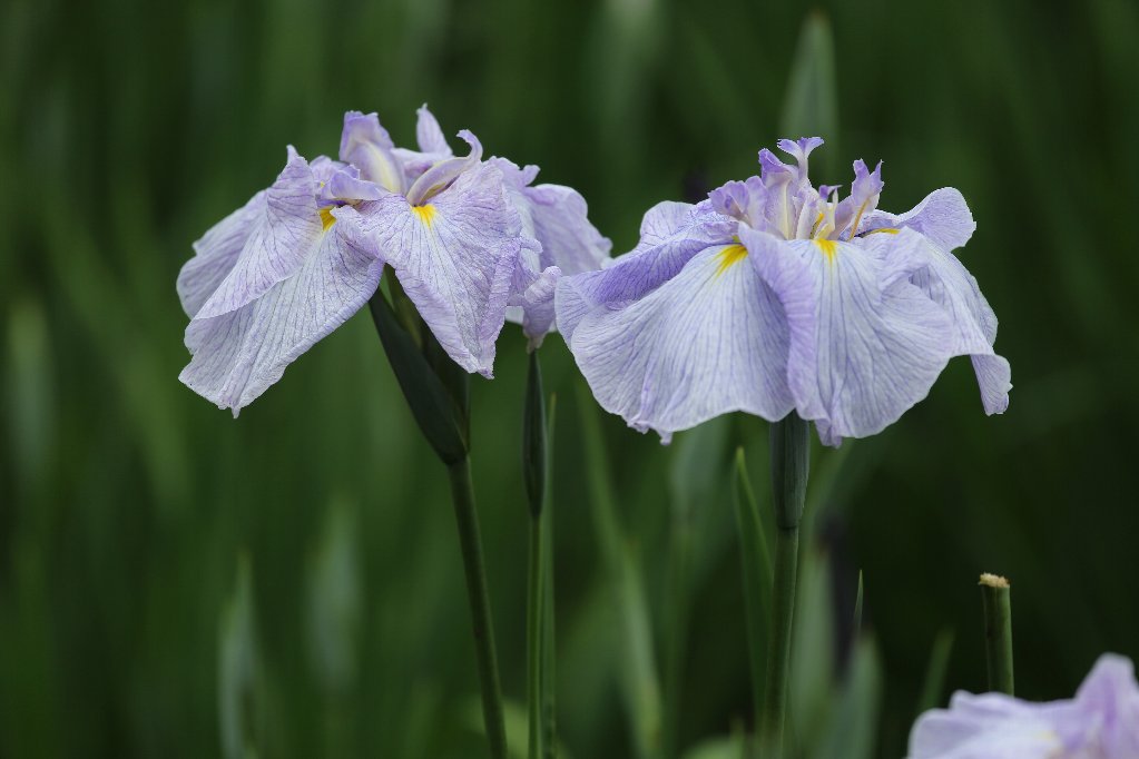 花しょうぶ