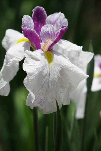 花しょうぶ