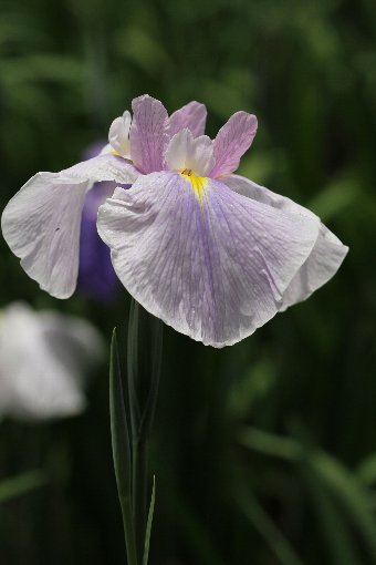 花しょうぶ