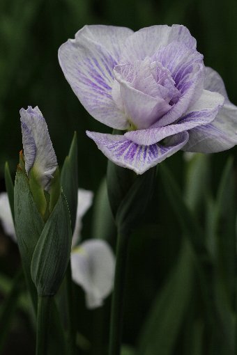 花しょうぶ