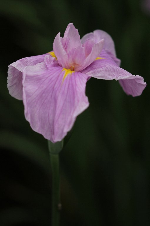 花しょうぶ